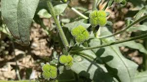 Attēlu rezultāti vaicājumam “Cynoglossum officinale fruit”