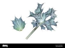 Attēlu rezultāti vaicājumam “Eryngium maritimum leaf”