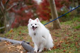 Image result for スピッツ