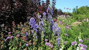 Image result for Eisenhut