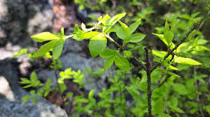 Attēlu rezultāti vaicājumam “Euonymus verrucosus leaf”