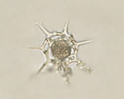 Attēlu rezultāti vaicājumam “Dictydiaethaliaceae”