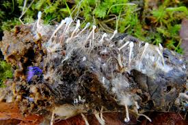 Attēlu rezultāti vaicājumam “Penicillium vulpinum”