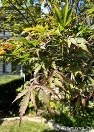 Attēlu rezultāti vaicājumam “Acer pseudosieboldianum”