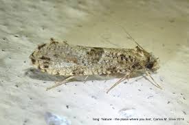 Attēlu rezultāti vaicājumam “Morophaga choragella”