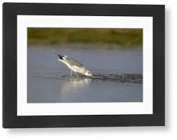 Attēlu rezultāti vaicājumam “Larus canus adult”