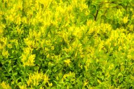 Image result for Genista tinctoria