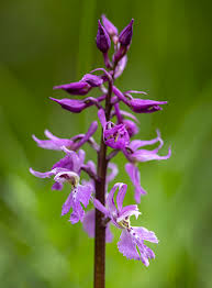 Attēlu rezultāti vaicājumam “Orchis mascula”