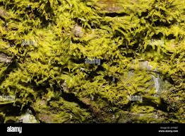 Attēlu rezultāti vaicājumam “Metzgeria violacea”