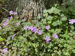 Attēlu rezultāti vaicājumam “Vicia sylvatica bud”