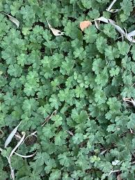 Attēlu rezultāti vaicājumam “Geranium molle leaf”
