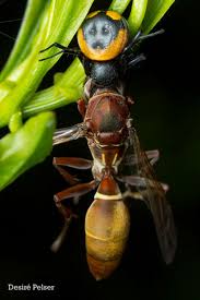 Attēlu rezultāti vaicājumam “Polistes”