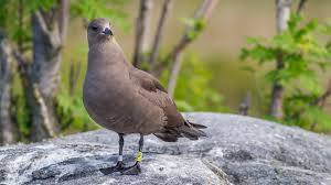 Attēlu rezultāti vaicājumam “Stercorarius parasiticus adult”