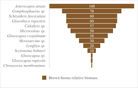 Attēlu rezultāti vaicājumam “Gloeocapsa rupestris”