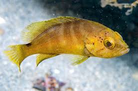 Image result for Epinephelus striatus