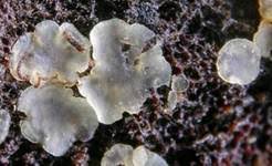 Attēlu rezultāti vaicājumam “Hyalorbilia inflatula”