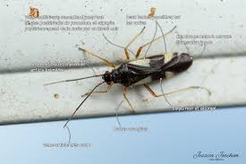 Attēlu rezultāti vaicājumam “Dryophilocoris flavoquadrimaculatus”