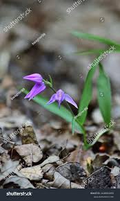 Attēlu rezultāti vaicājumam “Cephalanthera rubra flower”