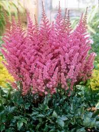 Image result for Astilbe