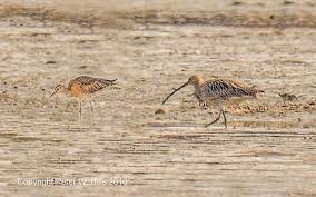 Attēlu rezultāti vaicājumam “Numenius arquata adult”