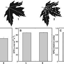 Attēlu rezultāti vaicājumam “Eriophyes padi”