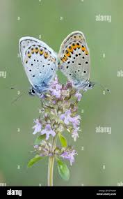Attēlu rezultāti vaicājumam “Plebejus idas underside”