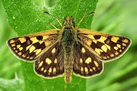 Attēlu rezultāti vaicājumam “Carterocephalus palaemon”