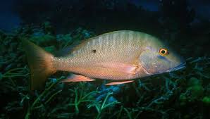 Image result for Lutjanus analis