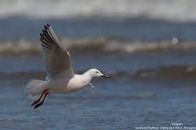 Image result for Chroicocephalus genei