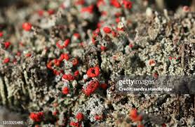 Attēlu rezultāti vaicājumam “Cladonia coccifera”