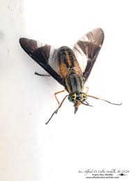 Attēlu rezultāti vaicājumam “Chrysops”