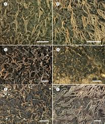 Attēlu rezultāti vaicājumam “Hypocenomyce friesii”