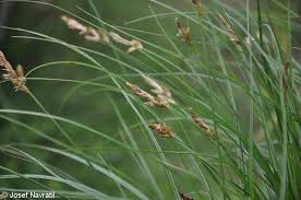 Attēlu rezultāti vaicājumam “Carex disticha”