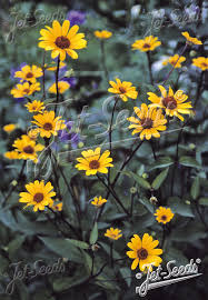 Image result for Heliopsis scabra