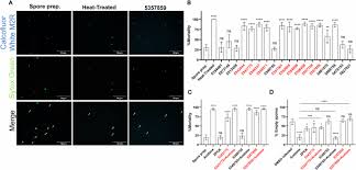 Attēlu rezultāti vaicājumam “Comatricha elegans var. microspora spores”