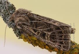 Attēlu rezultāti vaicājumam “Tholera decimalis male”