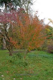 Attēlu rezultāti vaicājumam “Acer rufinerve flower”