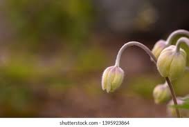 Attēlu rezultāti vaicājumam “Anemone sylvestris bud”