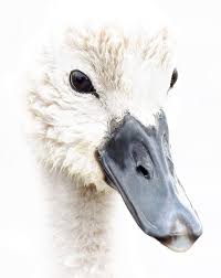 Attēlu rezultāti vaicājumam “Cygnus olor juvenile”