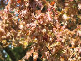Attēlu rezultāti vaicājumam “Fagus sylvatica male flower”