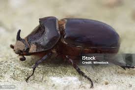 Attēlu rezultāti vaicājumam “Oryctes nasicornis male”