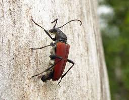 Attēlu rezultāti vaicājumam “Anastrangalia sanguinolenta”