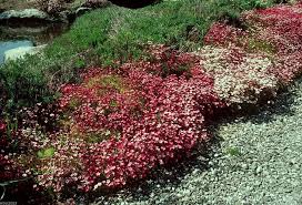 Attēlu rezultāti vaicājumam “Saxifraga cymbalaria fruit”