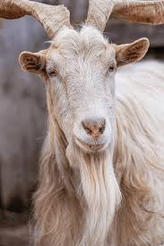 Attēlu rezultāti vaicājumam “Capra”