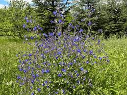 Attēlu rezultāti vaicājumam “Anchusa arvensis flower”