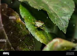 Attēlu rezultāti vaicājumam “Elasmostethus interstinctus imago”