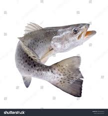 Image result for Cynoscion nebulosus