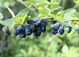 Attēlu rezultāti vaicājumam “Lonicera caerulea var. pallasii fruit”