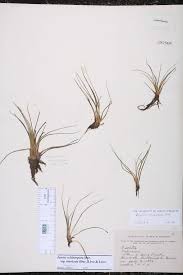 Attēlu rezultāti vaicājumam “Isoetes echinospora”