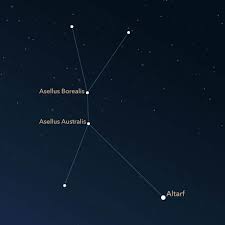 Image result for Cancer borealis